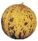 Turkish Melon Kirkagac 637